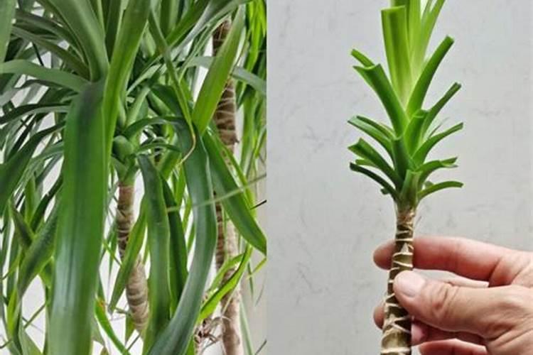 什么肥料使树木长粗