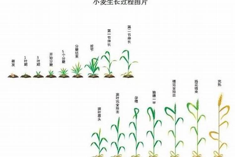 小麦几月份追肥合适小麦出苗不好怎么办