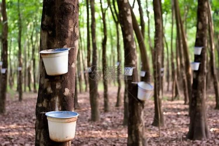 一千亩的橡胶树月产多少胶？现在的橡胶价格是多少？