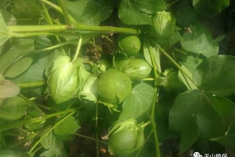 棉花施肥使用什么肥料？棉花该如何施肥？