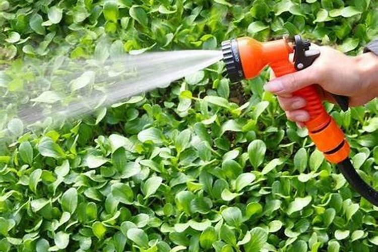 磷肥可以用水稀释吗