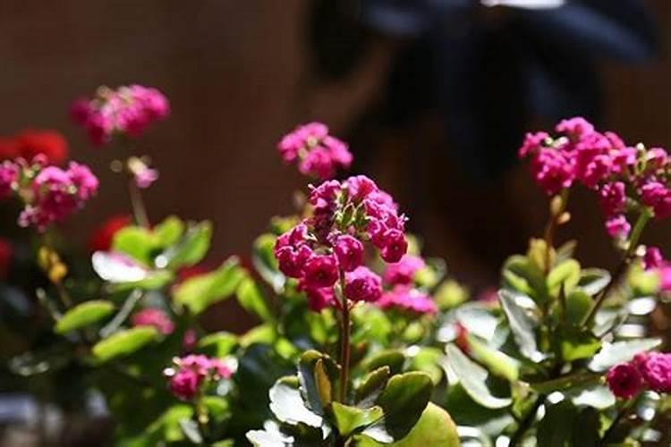 花多多肥料怎么用