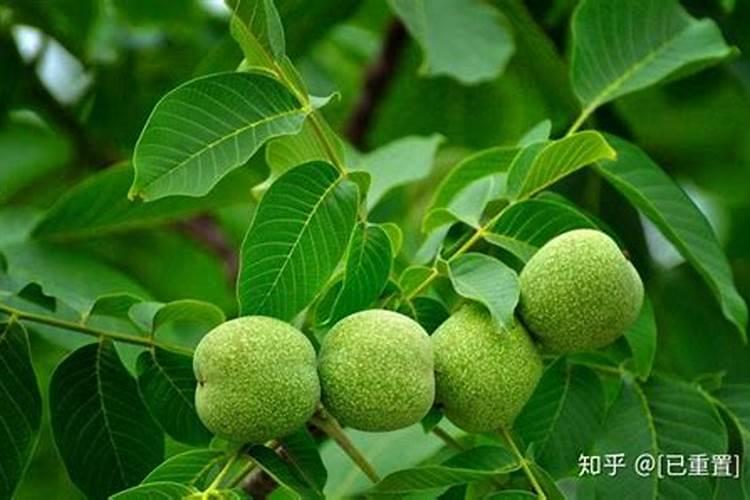 果树春季种植与施肥方法