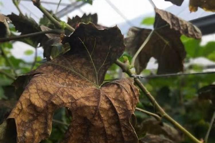 葡萄树肥料上多了怎么办