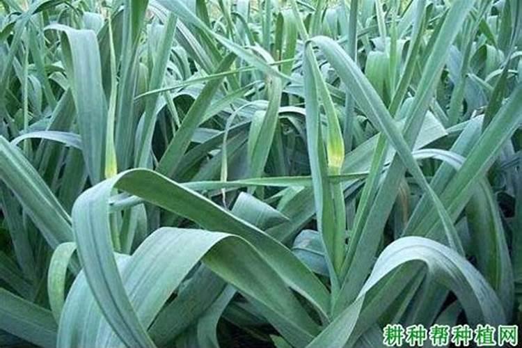 大蒜发生肥害是什么症状,怎样预防和补救？