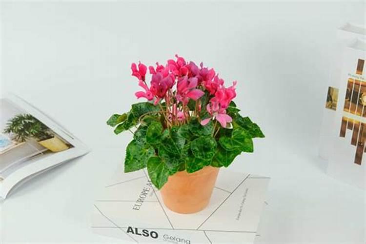 仙客来冬季需要施肥吗