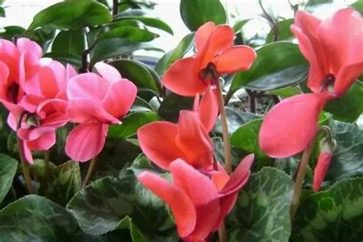 仙客来冬季需要施肥吗