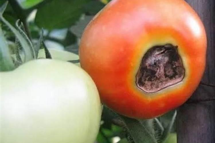 西红柿苗子化肥太多烧根了怎么办