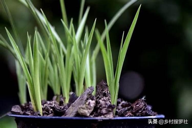 种植辣椒施肥用钾肥好还是尿素好