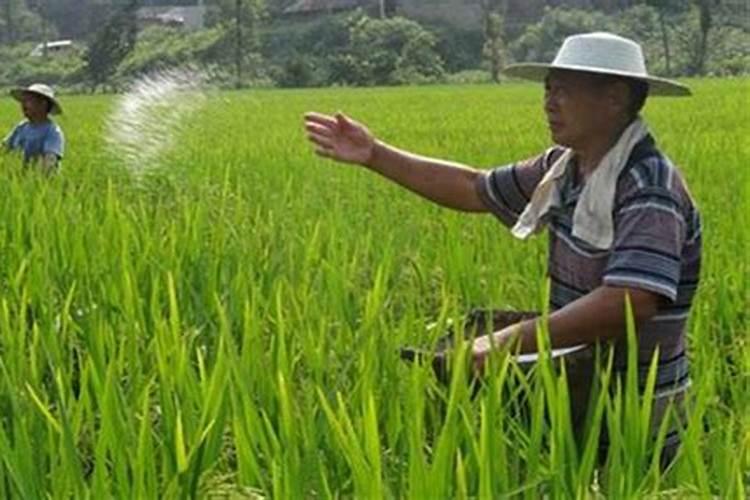 水稻穗肥用什么肥最好