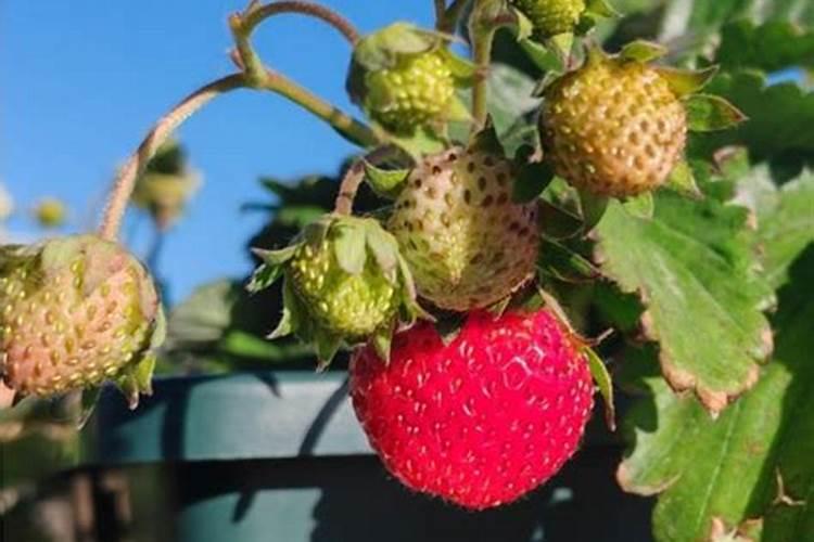 草莓高钾肥的使用方法