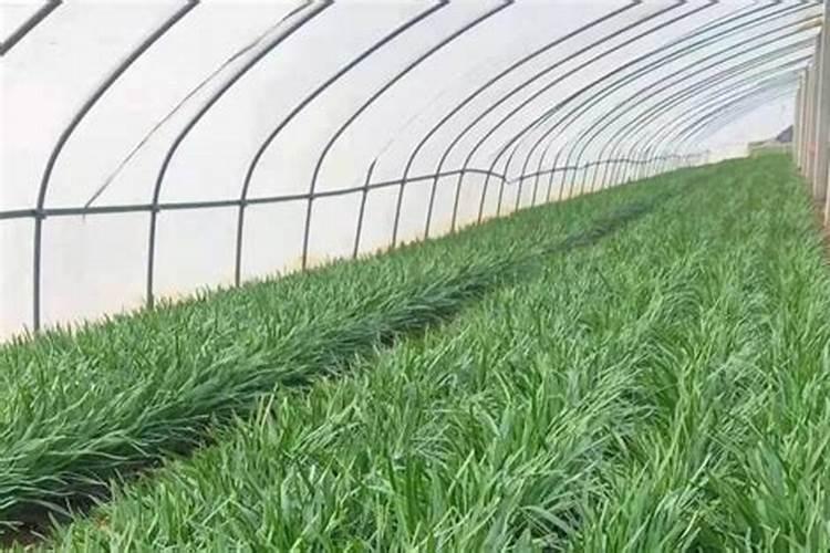 韭菜专用高产叶面肥什么时候用？韭菜黄叶死苗怎么解决？