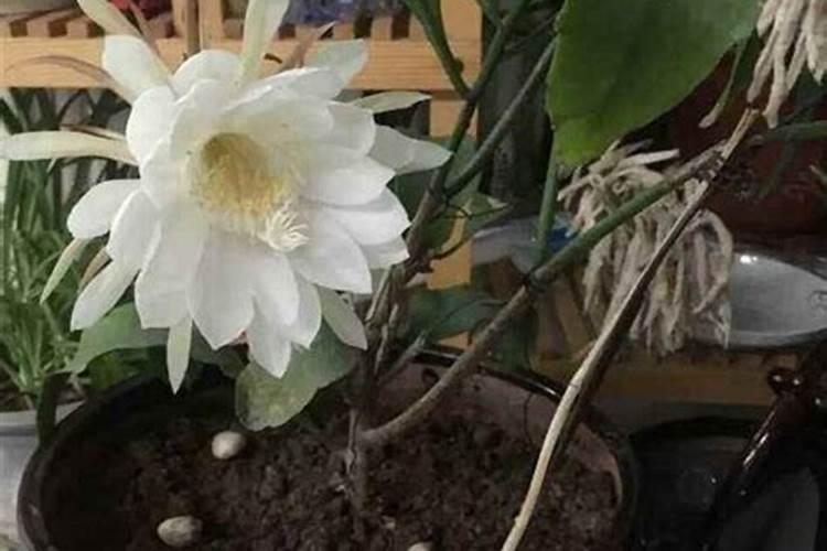 昙花长花蕾的时候可以施肥吗