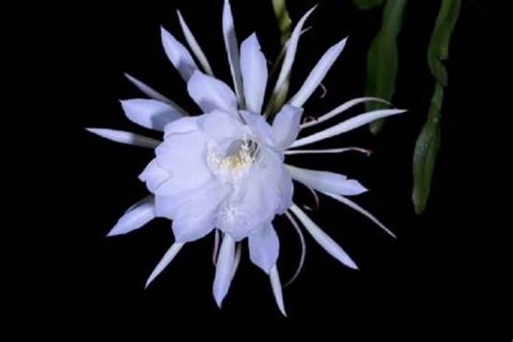 昙花施肥用什么肥料,长花蕾的时候可以施肥吗