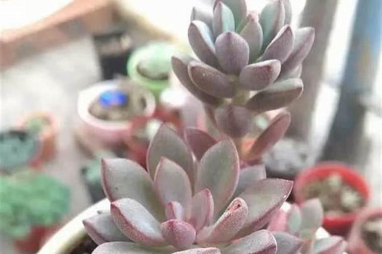 多肉植物十种自制肥料的方法多肉植物的养植方法