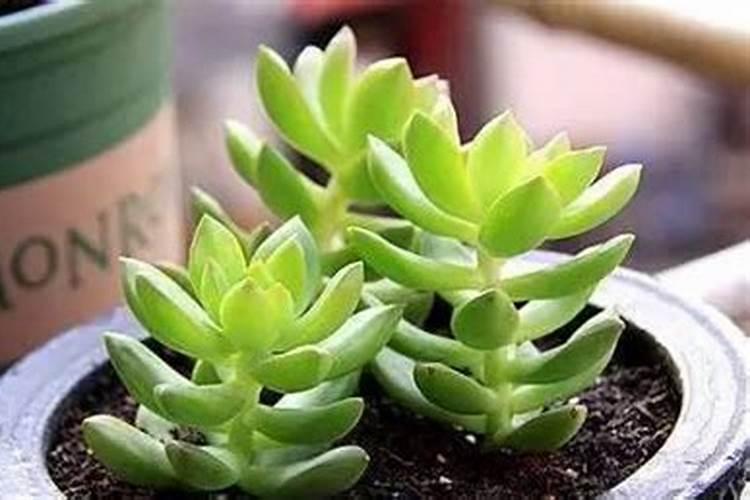 适合多肉的肥料有哪些