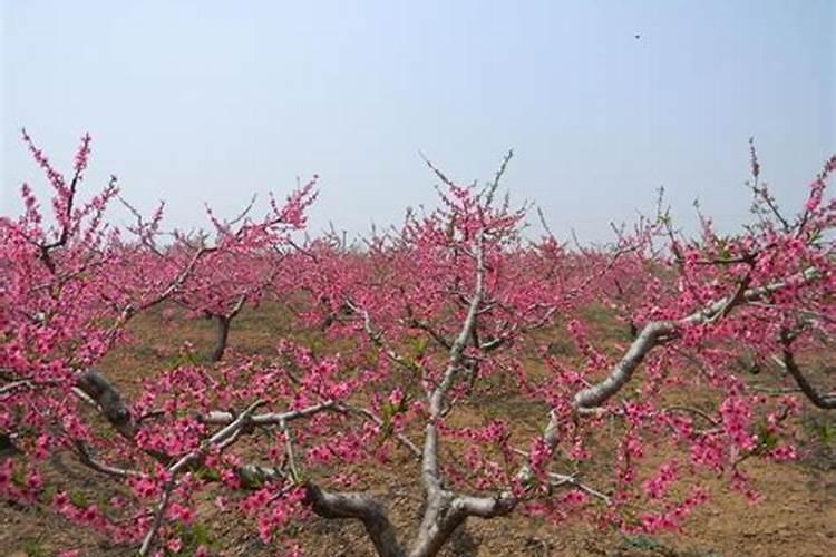桃树开花后打什么药保果