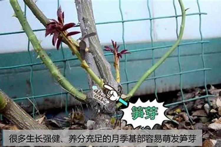 月季发芽之后需要施肥吗？多久施肥的效果最好？