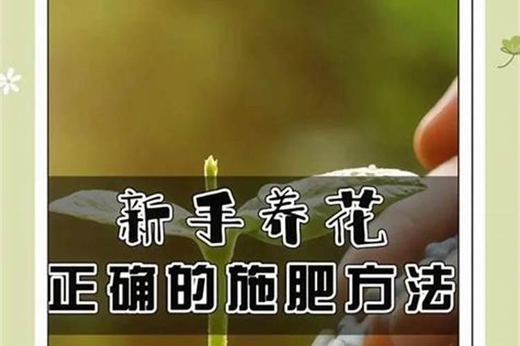 一棵果树施磷肥最简单三个步骤