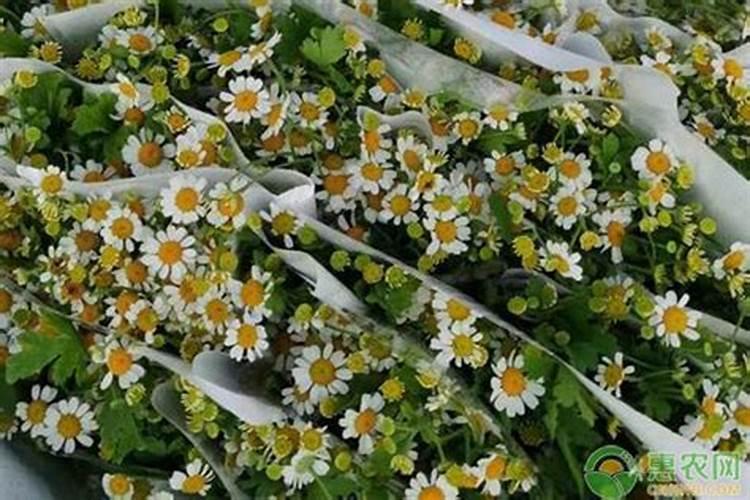 洋甘菊插花一般放几天