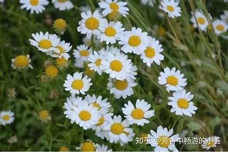 洋甘菊插花一般放几天