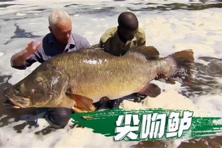 尿素养鱼肥水几天见效