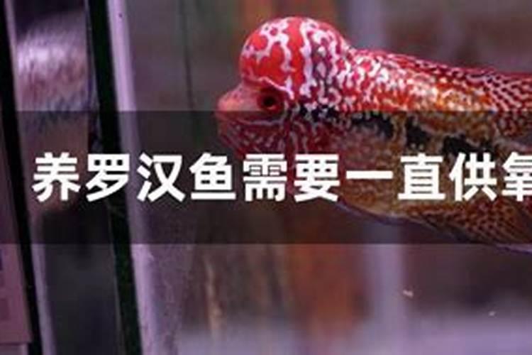 尿素养鱼肥水几天见效