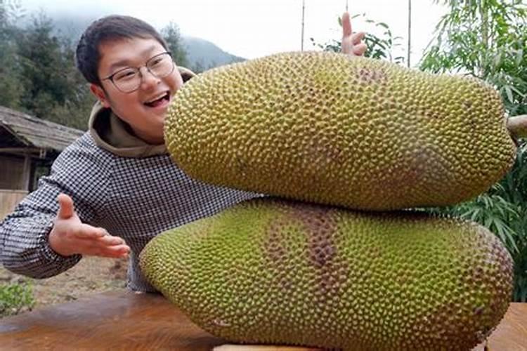 菠萝蜜树施肥方法和技术