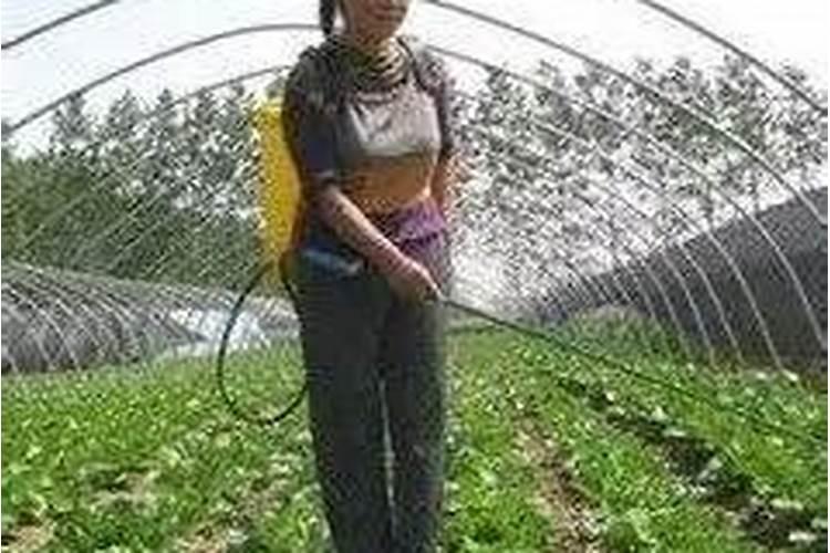 胡萝卜怎样施肥,什么时候施肥好