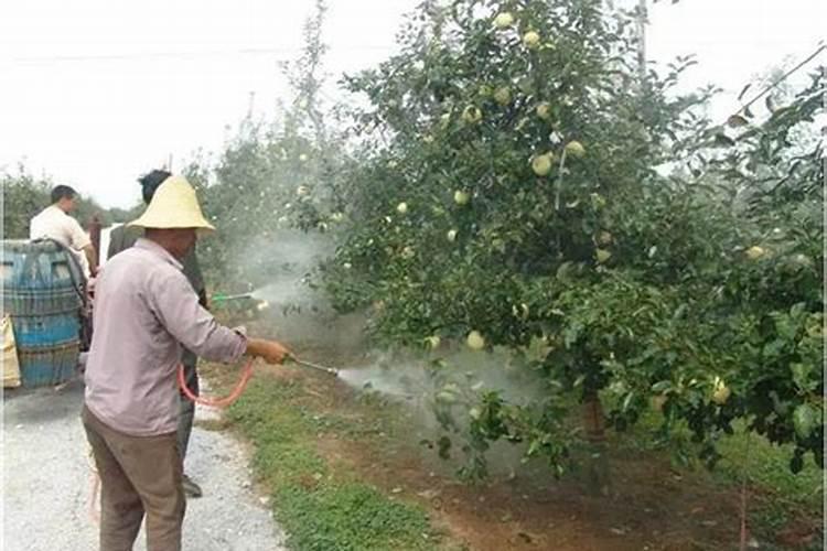 苹果树被化肥烧根了怎么办呢？
