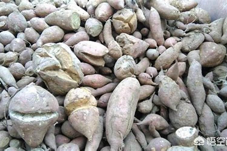 红薯最怕三种肥料