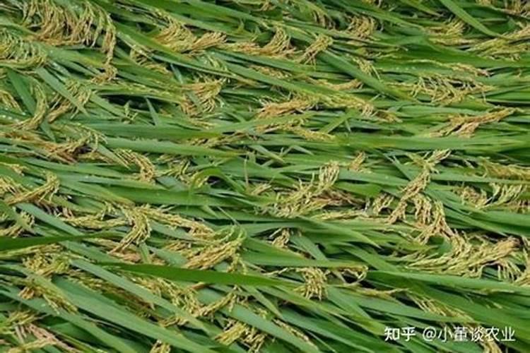 水稻氮肥过多如何补救 附症状