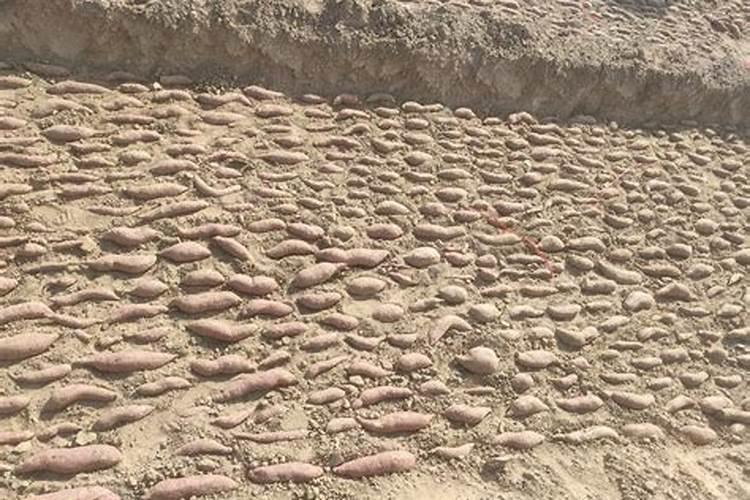 玫瑰花用什么肥料最好