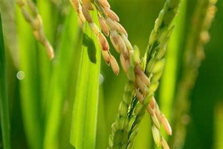 钙镁磷肥,打一生肖？