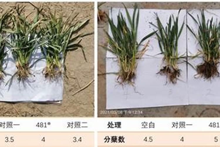 芸苔素内酯在小麦生长期用几次？看完这篇文章你就一目了然了!