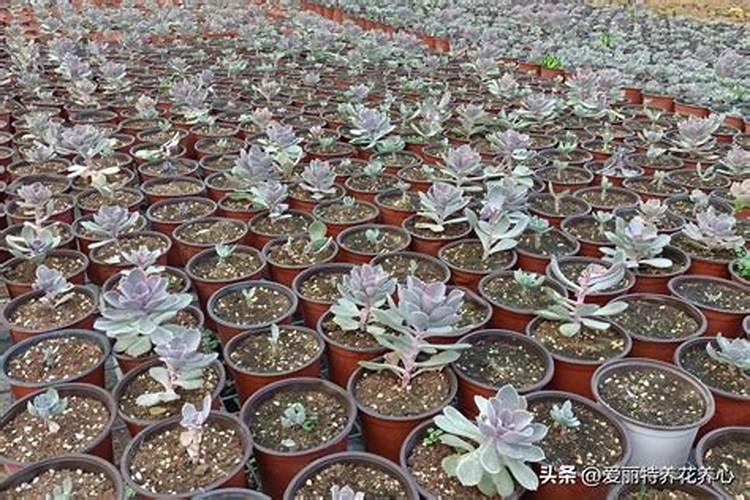 多肉用什么肥料施肥最好呢