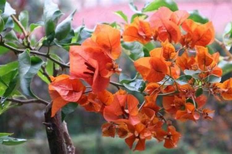 三角梅怎么养护如期开花