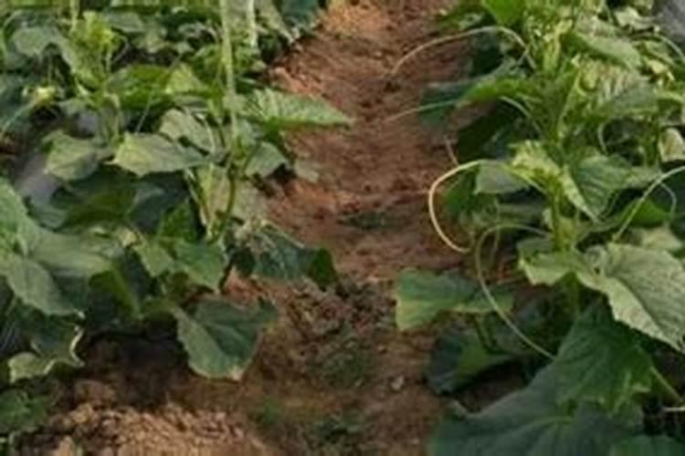 黄瓜定植后促生根方法 黄瓜秧苗几天浇一次水
