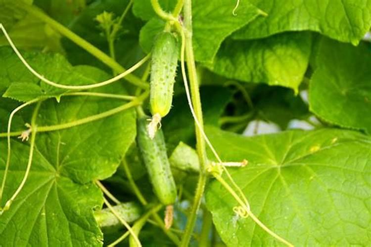 黄瓜如何施肥和浇水