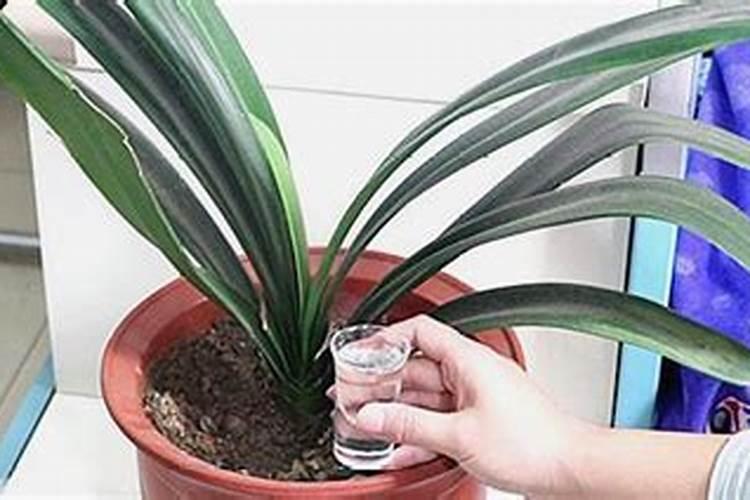 君子兰能用中量元素水溶肥吗？