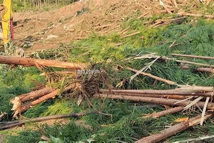 竹子施什么肥最好？