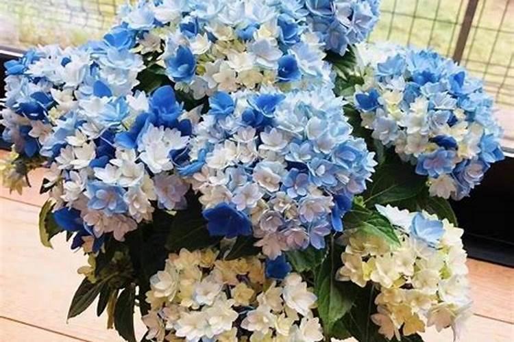 绿植花卉常用跟矿院黄腐酸钾组合经典的肥料复配方式