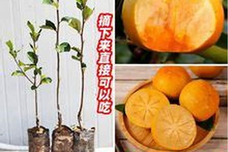 柿子树用什么肥料长得快