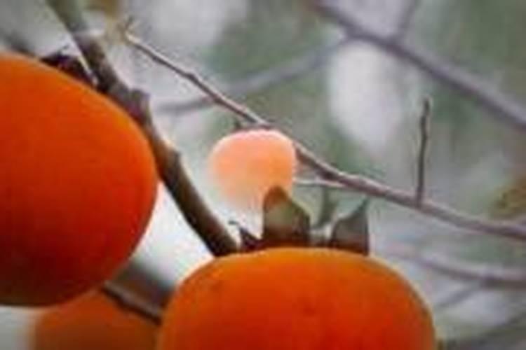 什么时候能给柿子树施肥？哪里有柿子树苗批发？甜柿需要哪些肥料？