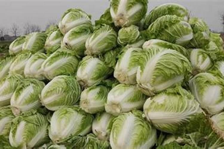 砖缝里种白菜怎样施肥呢？