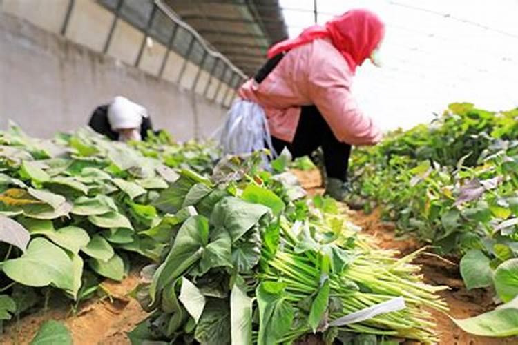 红薯苗施什么肥长得快