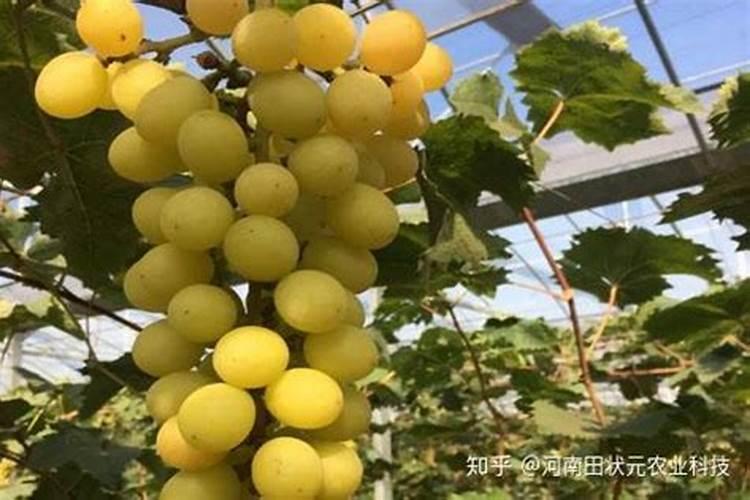 果树促花使用什么叶面肥？果树叶面肥喷施需要注意事项？