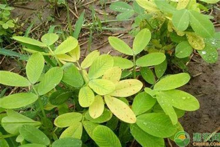 花生后期喷什么叶面肥最好