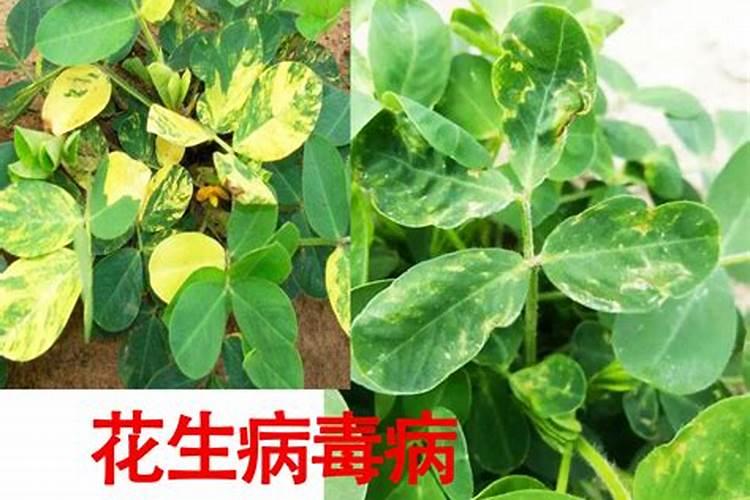 当前花生控旺药的搭配