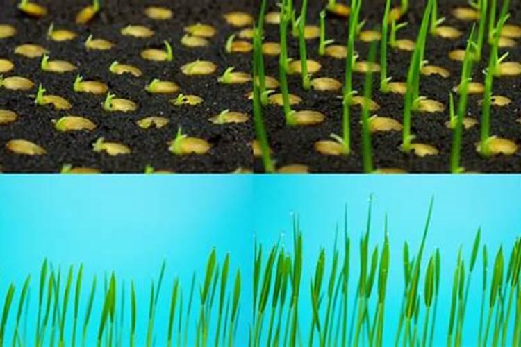 水稻喷施叶面肥要注意什么？ 氰戊菊酯针对鳞翅目幼虫效果特好